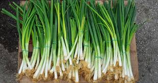 To use, grab or scoop out as many onions as you need. Can You Freeze Green Onions Here S All You Should Know Yes You Can Here Is How