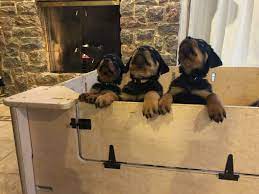 Maybe you would like to learn more about one of these? German Rottweiler Puppies For Sale Von Valor Cross Rottweilers