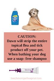 You could probably bathe them with a very mild baby shampoo, but using puppy shampoo or shampoo made for small animals is your best bet. Pin On Fleas 101