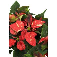 Weihnachtsstern Rot Weiß Gefleckt Topf ø Ca 105 Cm Euphorbia Pulcherrima