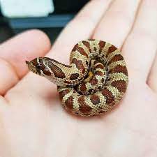 Purple X Extreme Red Conda Het Albino Still Have 4 Clutches Left To Hatch For The Season Westernhognosesnake Cute Snake Western Hognose Snake Hognose Snake