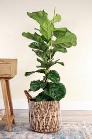 The fiddle leaf fig is still the mainstay trendsetter in the plant community, and continues to give the millennial favorite, the monstera deliciosa, a run for its money these past couple of years. Fiddle Leaf Fig Ficus Lyrata Plantvine