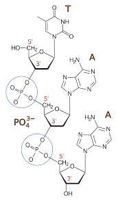 Phosphodiester Bond - Wikipedia