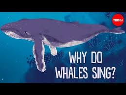 15 Why Do Whales Sing Stephanie Sardelis Youtube Singing Whale Stephanie