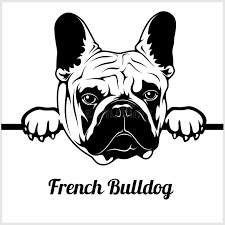 Black And White Bulldog Clipart French Bulldog Peeking Dogs Breed Face Head Isolated On White Vector Illustration French Bulldog Bulldog Dog Breeds