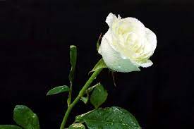 Satu menunjukan kebahagiaan dan juga kesedihan. Gambar Bunga Mawar Putih Yang Basah Gambar Bunga Mawar Putih Bunga