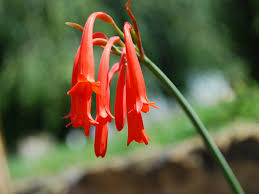 Image result for Cyrtanthus welwitschii