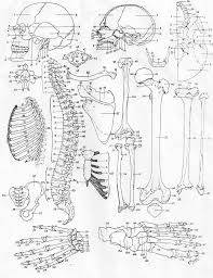 Anatomy Coloring Book Free Inspirational 50 Anatomy And Physiology Coloring Pages Free Anatomy And In 2020 Anatomy Coloring Book Coloring Books Animal Coloring Books
