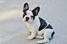 One of the first questions anyone asks when considering purchasing a dog or puppy is how big will it get? French Bulldog Fun Facts And Crate Size Pet Crates Direct