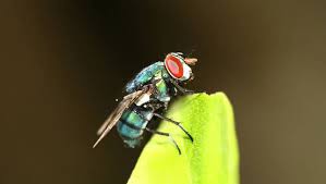 And, don't do just do it once in a while. How To Get Rid Of Houseflies Naturally