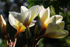 This florida native has fragrant white flowers which then lead. Flowering Tree Picture Of University Of South Florida Botanical Gardens Tampa Tripadvisor