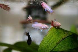 Baby Betta Fish Care Is The Most Fun Ever Http Smb01 Com Baby Betta Fish Care Tips And Tricks One Of The Most Unfort Baby Betta Fish Betta Fish Betta