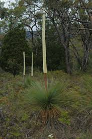 Image result for Xanthorrhoea australis
