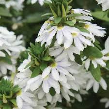 Image result for Scaevola