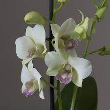 Dendrobium Orchid Dendrobium Orchids Plants Green Orchid