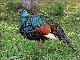 Wild Birds That Look Like Turkeys Ocellated Turkey Found Only In Mexico Looks Like A Peacock Turkey Animals Pet Birds Birds