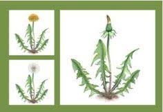Vom Lowenzahn Zur Pusteblume Eine Einfache Bildergeschichte Lowenzahn Kindergarten Lowenzahn Pusteblume