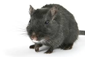 Ratten Fressen Vogelfutter 3 Besten Mittel Sie Loszuwerden Neu Outdoorando