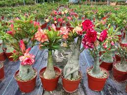 Image result for Adenium
