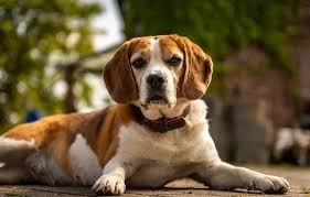 What To Feed A Dog With Ibd Canna Pet