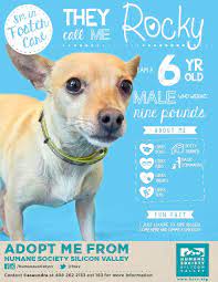 Chihuahua Mix Dog Available For Adoption Rocky A 114304 Humane Society Silicon Valley Milpitas California Cat Adoption Adoption Foster Dog