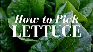 Maybe you would like to learn more about one of these? How To Pick Leaf Lettuce Like A Pro Gardener