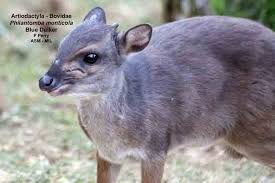 Image result for Clutia monticola