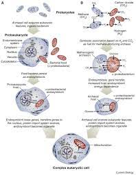Maybe you would like to learn more about one of these? Endosymbiosis And Eukaryotic Cell Evolution Current Biology