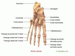 Es una estructura ósea compleja ubicada en la extremidad de la pierna, formada por veintiséis huesos, treinta y tres articulaciones y más de cien músculos, ligamentos… leer más »partes del pie Pin En Para A