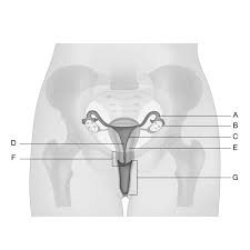 Pin On Reproduction System