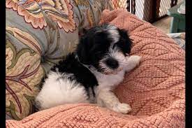 Yuppy Puppy Havanese Has Havanese Puppies For Sale In Fort Pierce Fl On Akc Puppyfinder Havanese Puppies For Sale Havanese Puppies Puppies For Sale