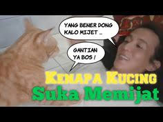 Padahal, semua kucing tuli sejak lahir, karena telinga dan lubang telinganya belum berkembang secara sempurna. Meeow House Meeowhouse Profil Pinterest