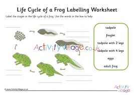 The frog has a pretty straightforward life cycle. Frog Life Cycle Labelling Worksheet Guided
