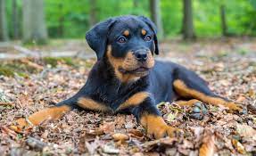 Generally, a rottweiler on a good diet with appropriate exercise will have few health problems. How Much To Feed Rottweiler Puppy 4 Week 6 Week 8 Week