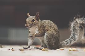 Image result for squirrel poop