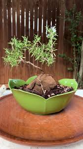 Image result for rosemary bonsai
