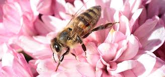 Maryland department of agriculture plant protection and weed management section not native to the united states, but colonies of these. How To Attract Bees To Your Garden