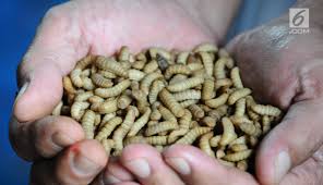 Check spelling or type a new query. Maggot Bsf Per1kg Pakan Ternak Lazada Indonesia