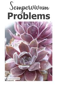 Starfish cactus flower, is the cacti plant of (stapelia grandiflora) the starfish cactus ,which is also known as the. Sempervivum Problems Diseases Pests Help For Your Hens And Chicks