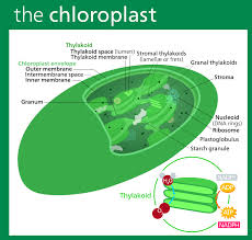 Chloroplast Wikipedia The Free Encyclopedia Photosynthesis Plant Cell Biology