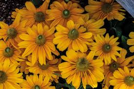 Image result for Rudbeckia hirta
