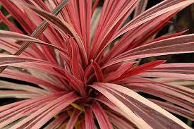 Image result for Cordyline