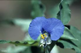 Image result for Commelina purpurea