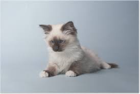 The body of the chocolate lynx point ragdoll cat is ivory in color. Chocolate Point Ragdoll Kitten On Blue Background Poster Pixers We Live To Change