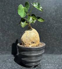 Image result for Pyrenacantha