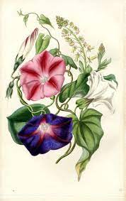 Pin By Mariela Manco On Tattoo Botanical Art Morning Glory Tattoo Flower Painting