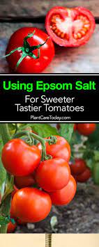 Epsom Salt For Tomatoes Make Them Sweeter And Tastier Fertilizer For Plants Organic Vegetable Garden Growing Tomatoes In Containers