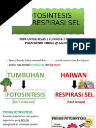 Sel haiwan dan sel tumbuhan sains tingkatan 1. Nota Sains Tingkatan 1 Kssm Bab 2 Fotosintesis Dan Respirasi Sel
