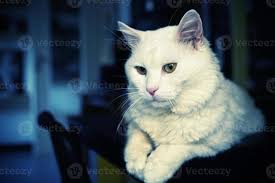 Maine Coon is native breed of American cats, characterized by large size  and impressive body weight 21979378 Stock Photo at Vecteezy