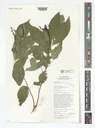 Image result for Hilleria latifolia